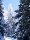 Frosted Tree Art Print