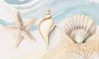Ocean Oasis Shells Coastal Print