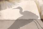 Flying Heron Art Print