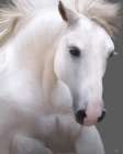 White Horse Portrait Art Print