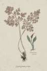 Fern Study II Art Print