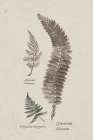 Fern Study IV Art Print