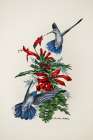 Blue Throated Art Print