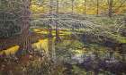 Ravine Garder Art Print