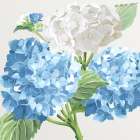 Hydrangeas I Art Print