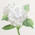 Hydrangeas II Art Print