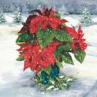 Snowy Poinsettia Art Print