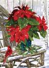 Cardinal and Poinsettia Art Print