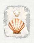 Textured Shells I Art Print