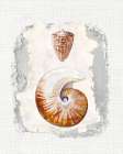 Textured Seashells II Art Print