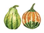 Pumpkin And Gourd Art Print