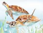 Sea Turtle Reef IV Art Print