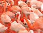 Flamboyance Art Print