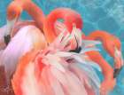 Flamingo Trio