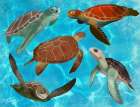 Five Sea Turtles