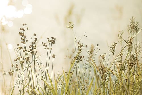 Country Afternoon Walk Photography Print