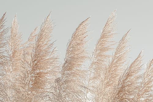 Pink Fields Minimalist Print