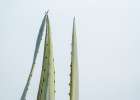 Cactus Pointing To The Sky Art Print