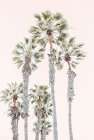 Palm Trees Coastal Print