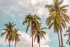 Sunny Palms Coastal Print