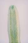Taratula Cactus Art Print