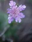 Purple Floral Bloom Art Print