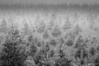Foggy Trees Art Print