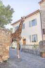 Old Entry With Giraffe Art Print