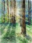 Morning Shadows