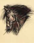 Sketched Horse Profile Art Print