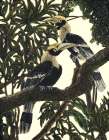 Vintage Indian Hornbills