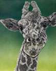 Scratchboard Giraffe