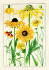 Wild Sunflowers I Art Print