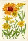 Wild Sunflowers II Art Print
