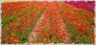 Floral Field