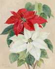 White and Red Poinsettias Art Print