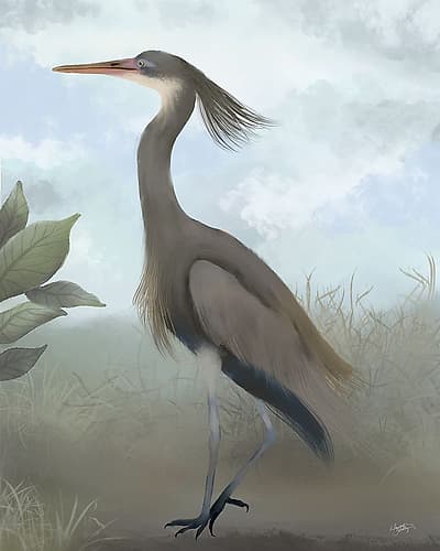 Heron Study III Art Print