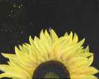 Sunflower II Art Print