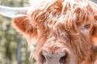 Cattle Eyes