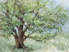 Summer Oak Splendor Art Print