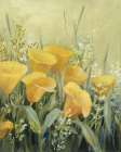 Golden Horned Poppies
