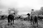 Texas Steer Drive Art Print