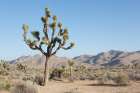 Cactus Sky Art Print