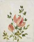 Vintage Floral II Art Print