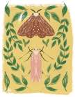 Garden Moths