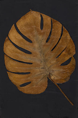 Gold Monstera I