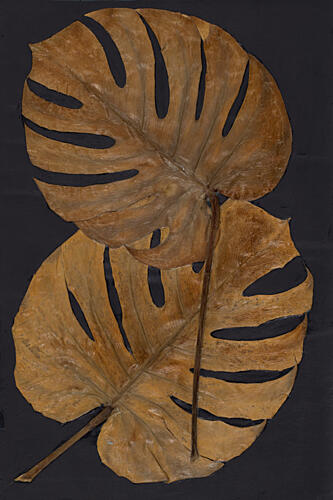 Gold Monstera II