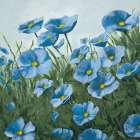 A Walk Through the Poppies I