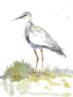 Sandpiper