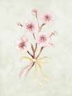 Cherry Blossom I Art Print